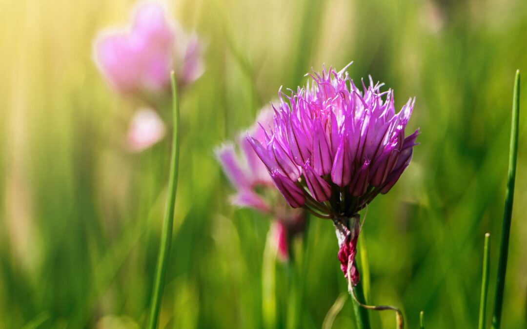 Méditation et plantes sauvages