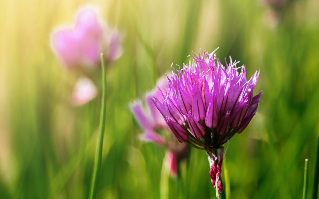 Méditation et plantes sauvages